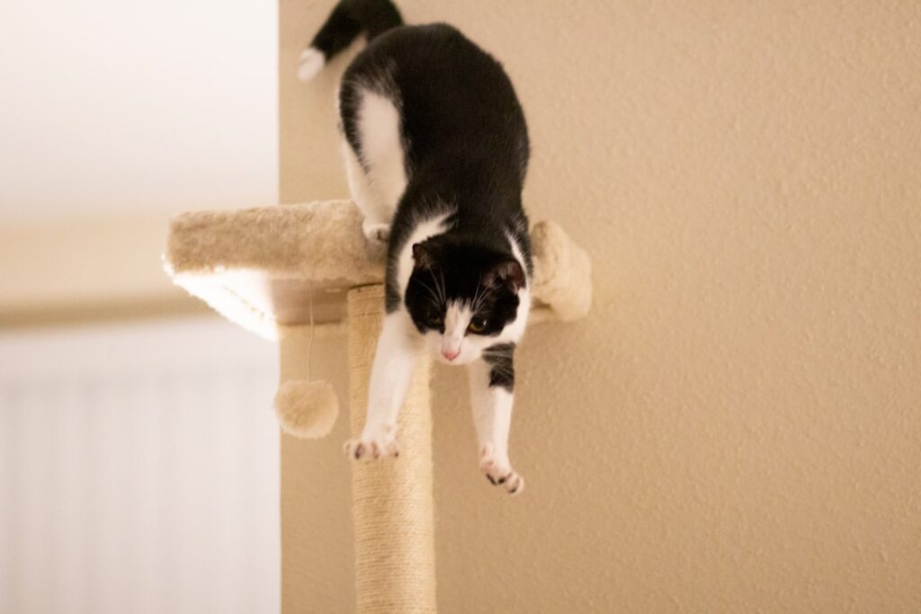 Floor to Ceiling Cat Tower: Complete Guide for Homeowners