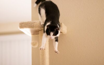Floor to Ceiling Cat Tower: Complete Guide for Homeowners