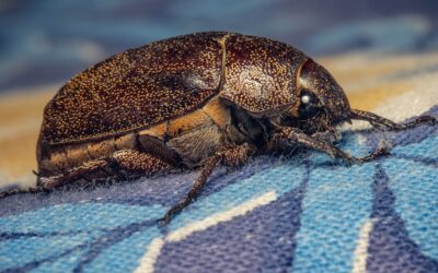 Getting Rid of Carpet Beetles: Complete Guide for Homeowners