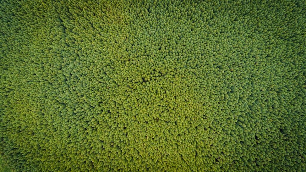 Green Washable Rug: Complete Guide for Homeowners