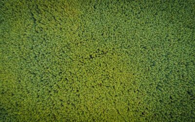 Green Washable Rug: Complete Guide for Homeowners