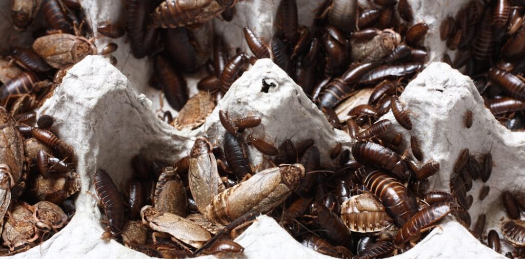 How to Kill Carpet Beetles: Step-by-Step Guide