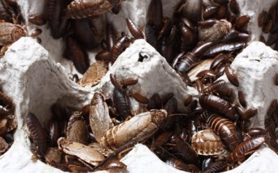 How to Kill Carpet Beetles: Step-by-Step Guide