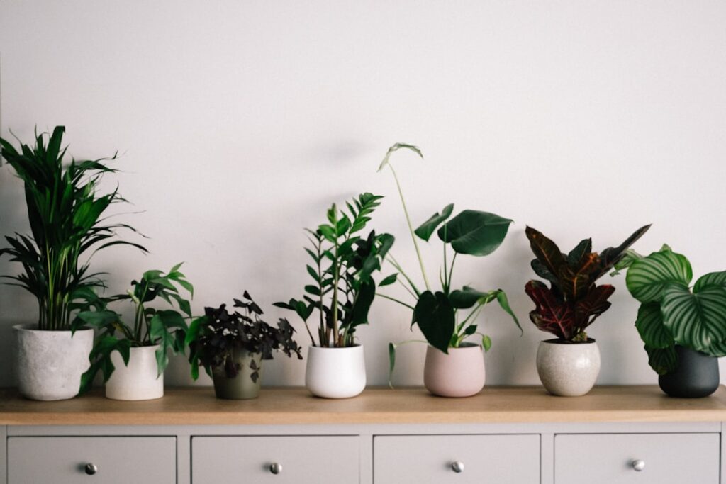 Indoor Plants That Don’t Need Sunlight: Complete Guide for Homeowners