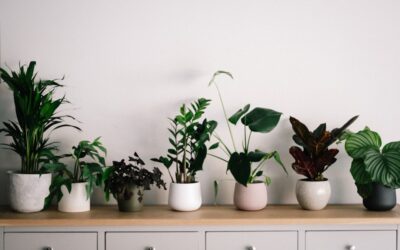 Indoor Plants That Don’t Need Sunlight: Complete Guide for Homeowners