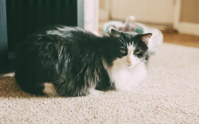 Michigan Flooring: Pros, Cons, and Buying Guide