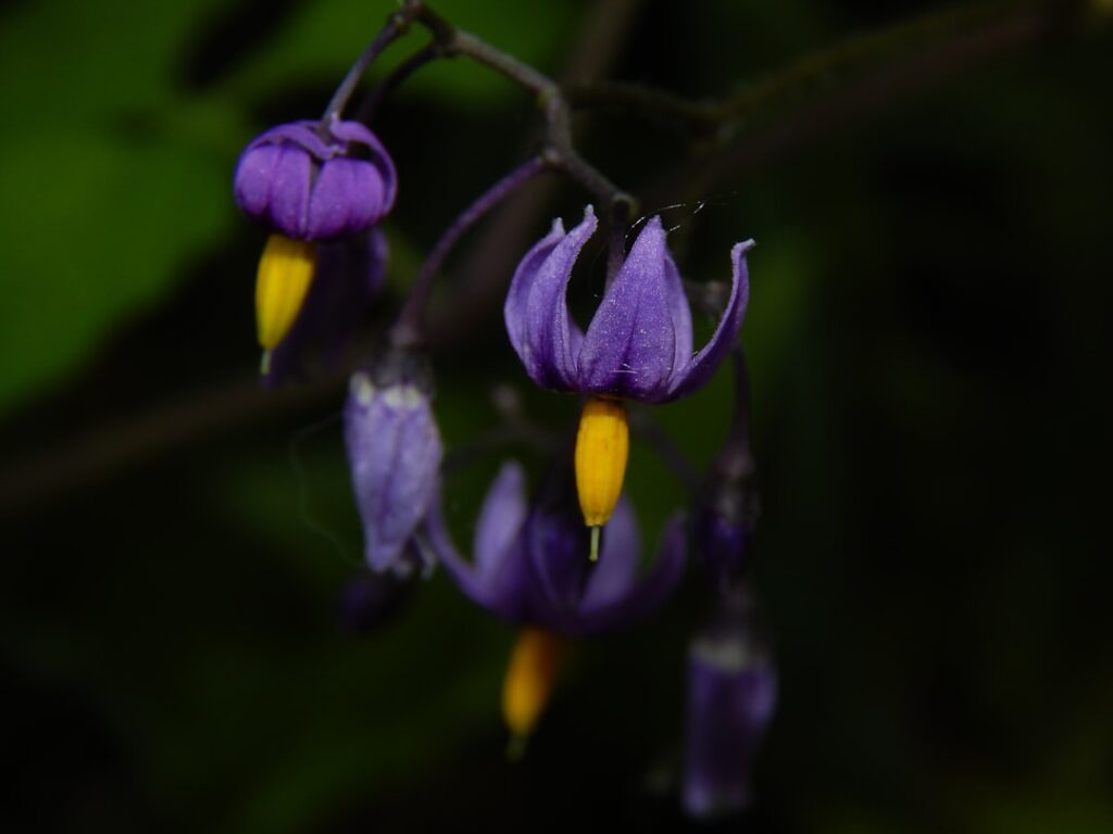 Nightshade Plant Poison: Complete Guide for Homeowners