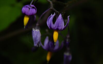 Nightshade Plant Poison: Complete Guide for Homeowners