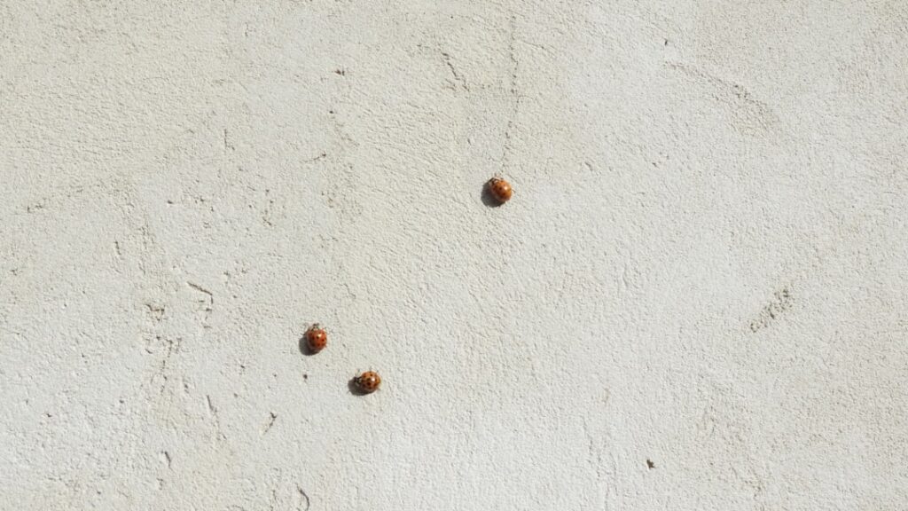 Pictures of Carpet Beetles: Complete Guide for Homeowners