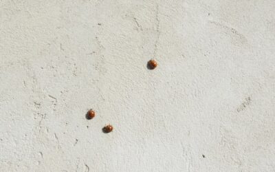 Pictures of Carpet Beetles: Complete Guide for Homeowners