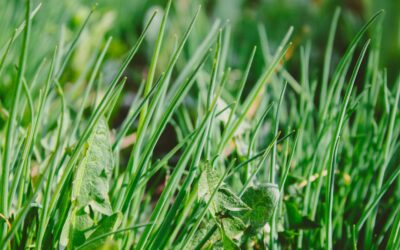 Plant Safe Weed Killer: Complete Guide for Homeowners