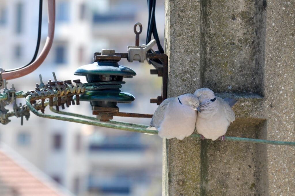 Porcelain Insulator: Complete Guide for Homeowners