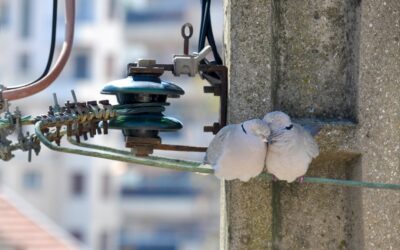 Porcelain Insulator: Complete Guide for Homeowners