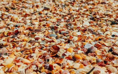 Resin Shed with Floor: Pros, Cons, and Buying Guide