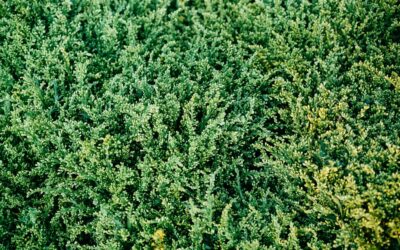 Rug Juniper: Complete Guide for Homeowners