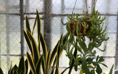 Snake Plant Care Indoors: Complete Guide for Homeowners