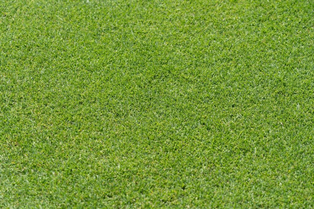 Turf Carpet: A Complete Guide for Homeowners