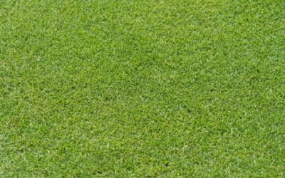 Turf Carpet: A Complete Guide for Homeowners