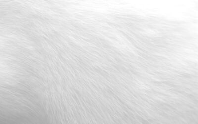 White Fur Rug: Complete Guide for Homeowners