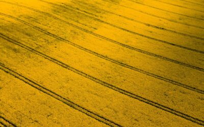 Yellow Carpet: The Complete Homeowner’s Guide