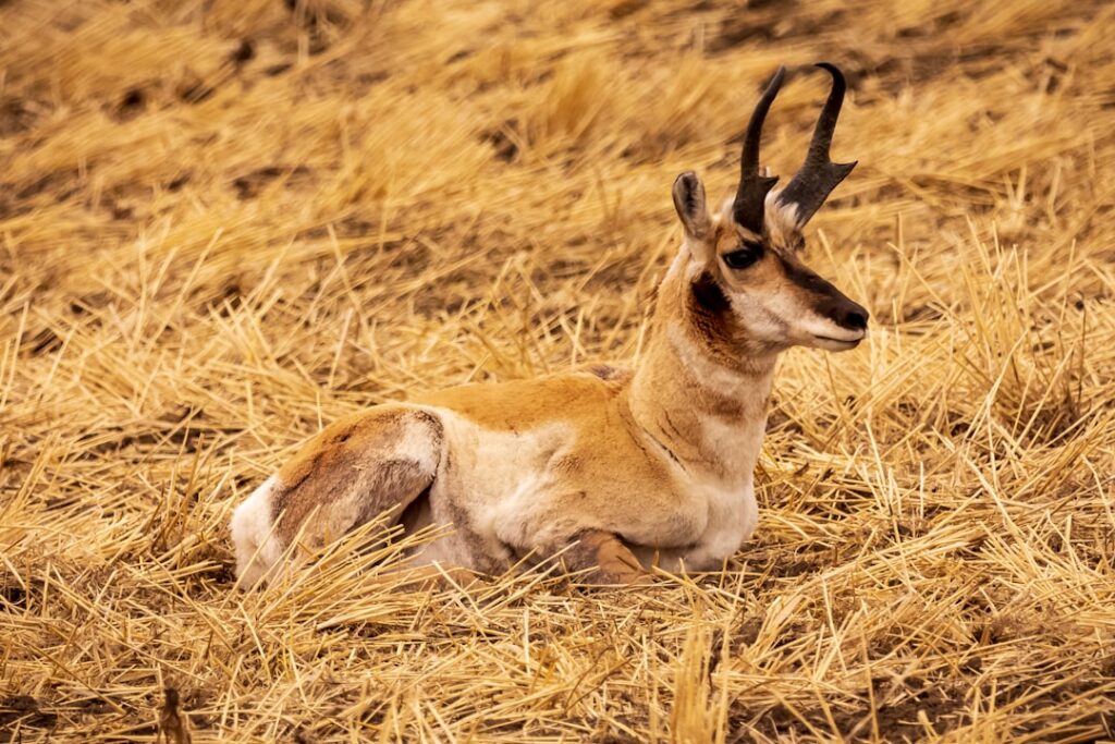 Antelope Carpet: Complete Guide for Homeowners