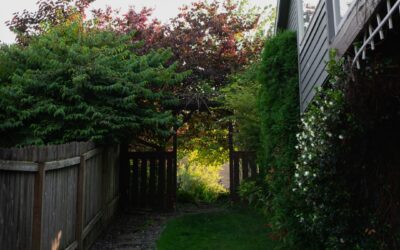 Backyard Low-Budget Privacy Screen Ideas