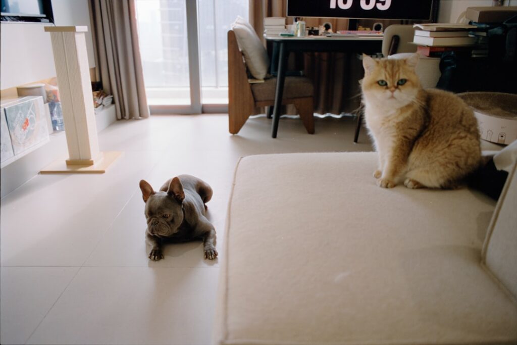 Best Flooring for Living Room with Pets: Top Picks and Buying Guide