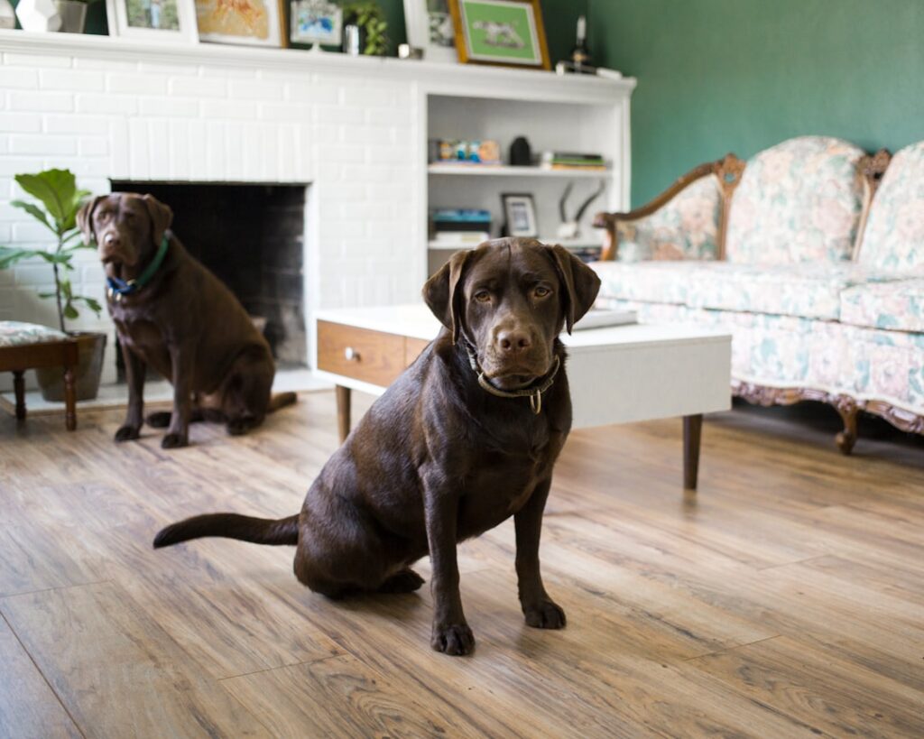 Best Vinyl Plank Flooring for Pets