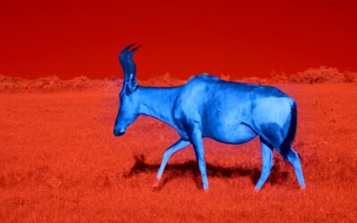 Blue Antelope Rug: A Complete Guide to a Timeless Pattern