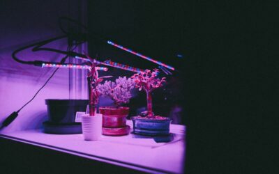 Can I Use a Normal LED Light to Grow Plants Indoors?