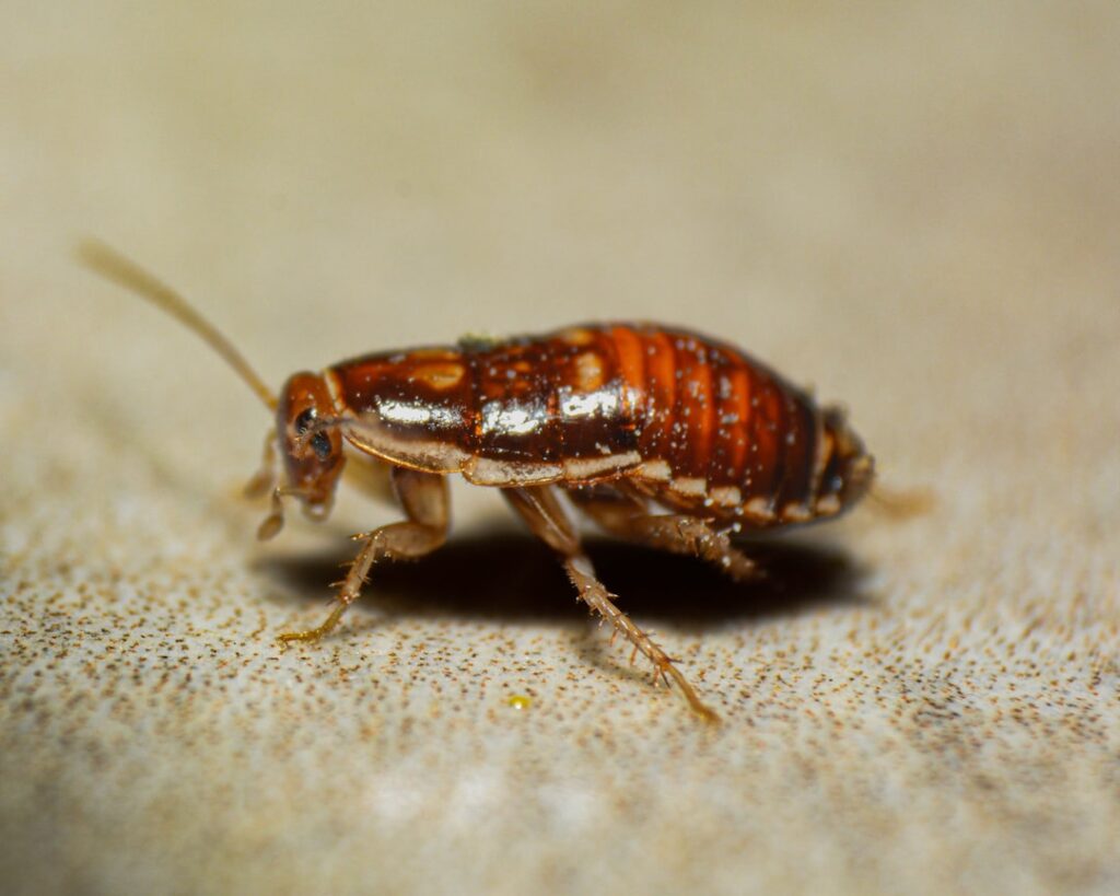 Caulk for Roaches: Sealing Pests Out for Good