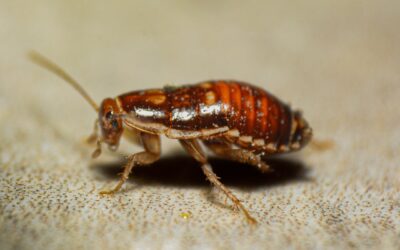 Caulk for Roaches: Sealing Pests Out for Good