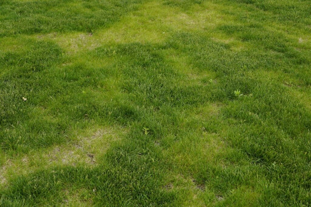 Artificial Grass Gone Wrong: Common Failures