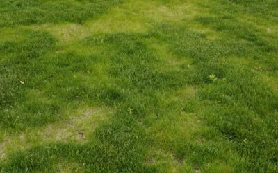 Artificial Grass Gone Wrong: Common Failures