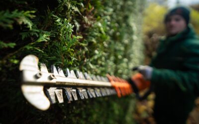 Best Hedge Shears: Buying and Use Guide