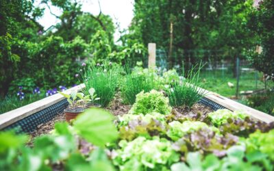 Best Metal Raised Garden Beds: Top Picks