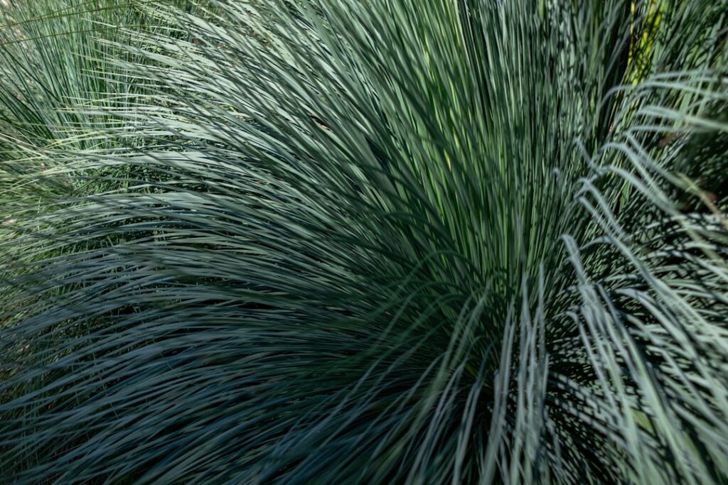 Blue Fescue Ornamental Grass: Growing Guide