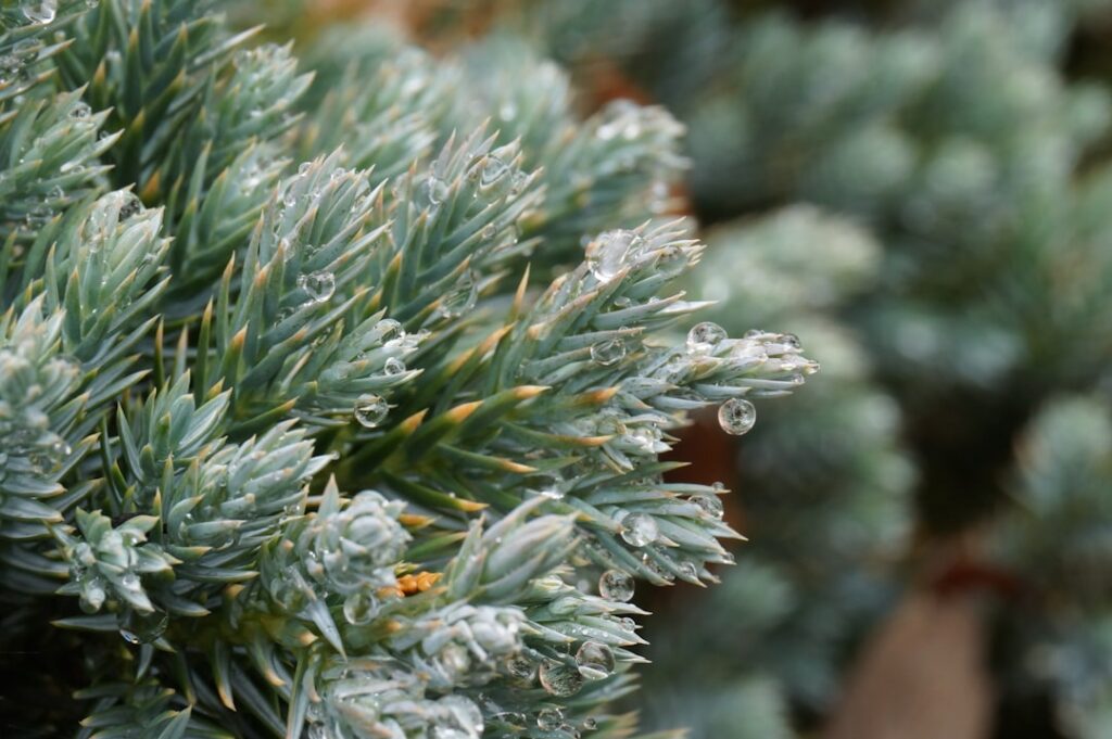 Blue Star Juniper Shrub: Growing and Care Guide