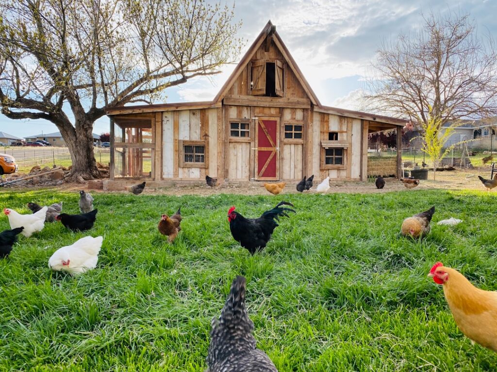 Blueprint Chicken Coop Floor Plan Guide