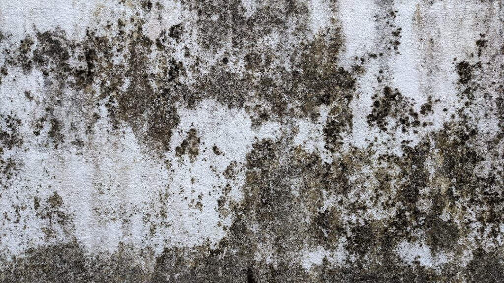 Can Mold Grow on Concrete? Causes and Removal