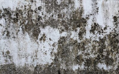 Can Mold Grow on Concrete? Causes and Removal