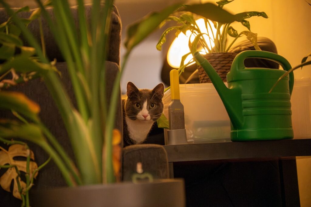Cat Safe House Plants for Low Light