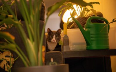 Cat Safe House Plants for Low Light