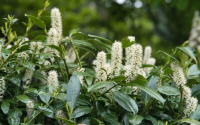 Cherry Laurel Shrub: Planting and Care Guide