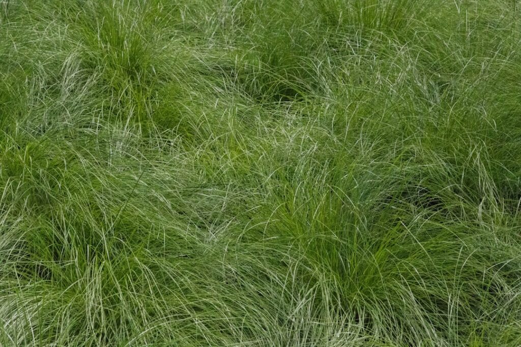 Chinese Silver Grass: Growing and Care Guide
