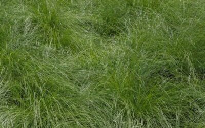 Chinese Silver Grass: Growing and Care Guide