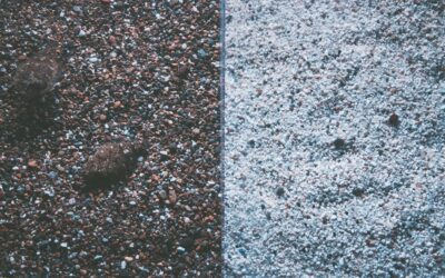 Concrete Mites vs Chiggers: Key Differences