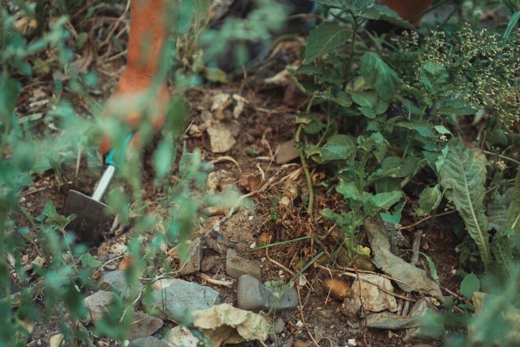 Cut Worms in Garden: Identify and Control Them