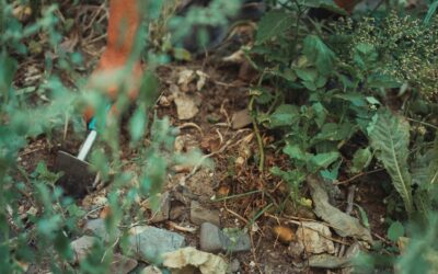 Cut Worms in Garden: Identify and Control Them