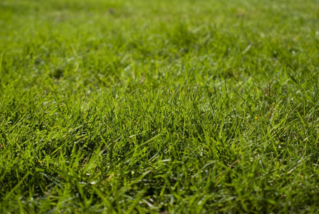 Dethatching Grass: When and How to Do It